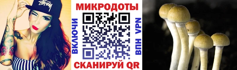 Псилоцибиновые грибы Psilocybine cubensis  Павловск 